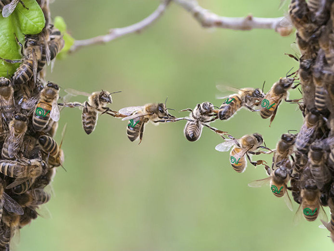 bees bridging the gap